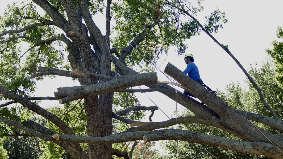 Professional Hazardous Tree Removal performed by certified arborists in Lumpkin