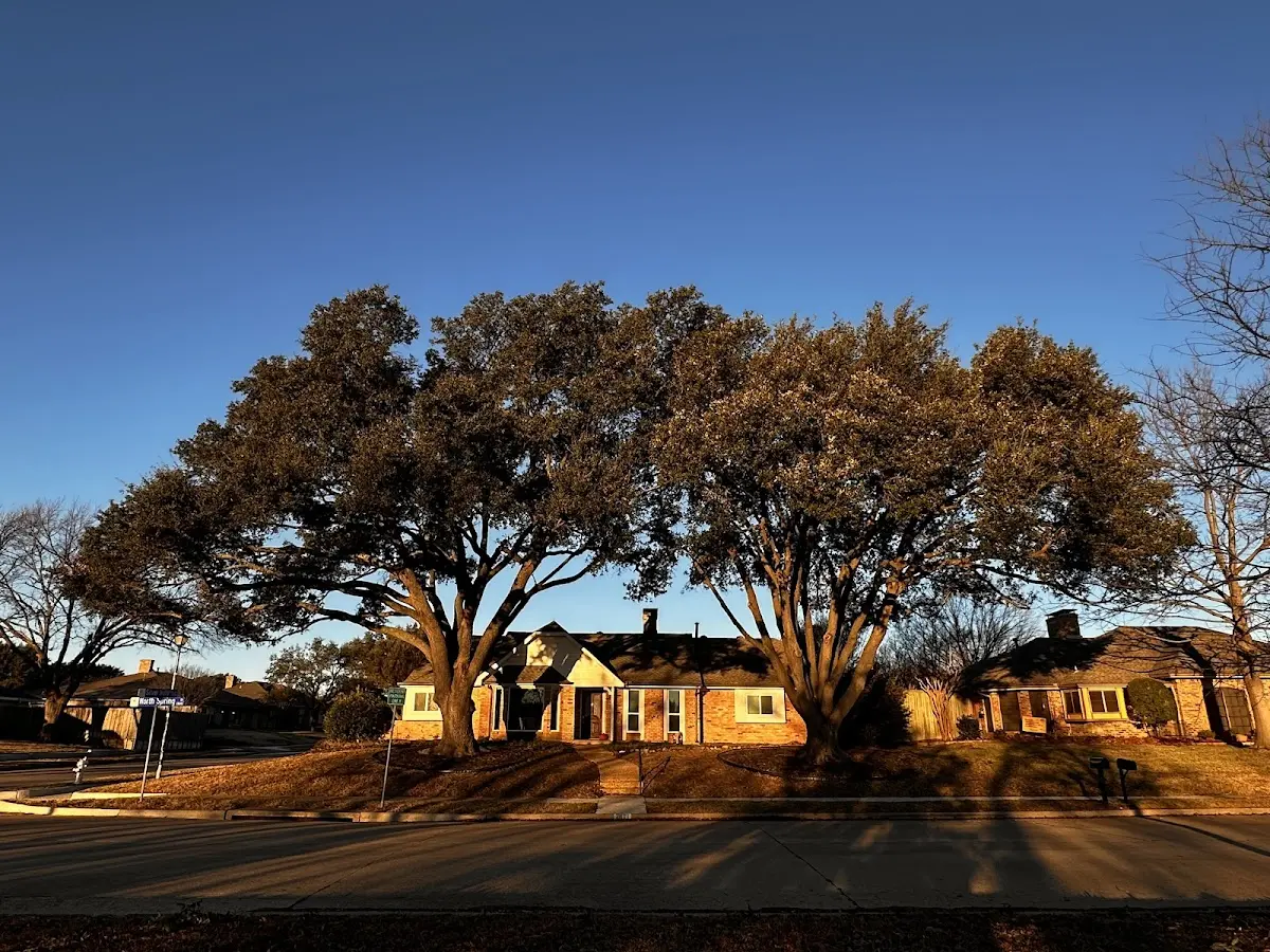 Established residential canopy tree shading a home in Lumpkin
